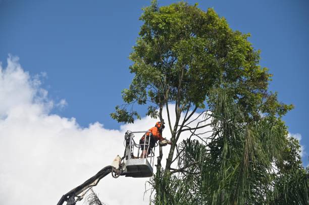 Best Stump Grinding and Removal  in Ord, NE